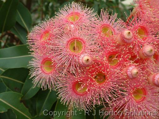 Eucalyptus hybrid (poss. Summer Beauty) 